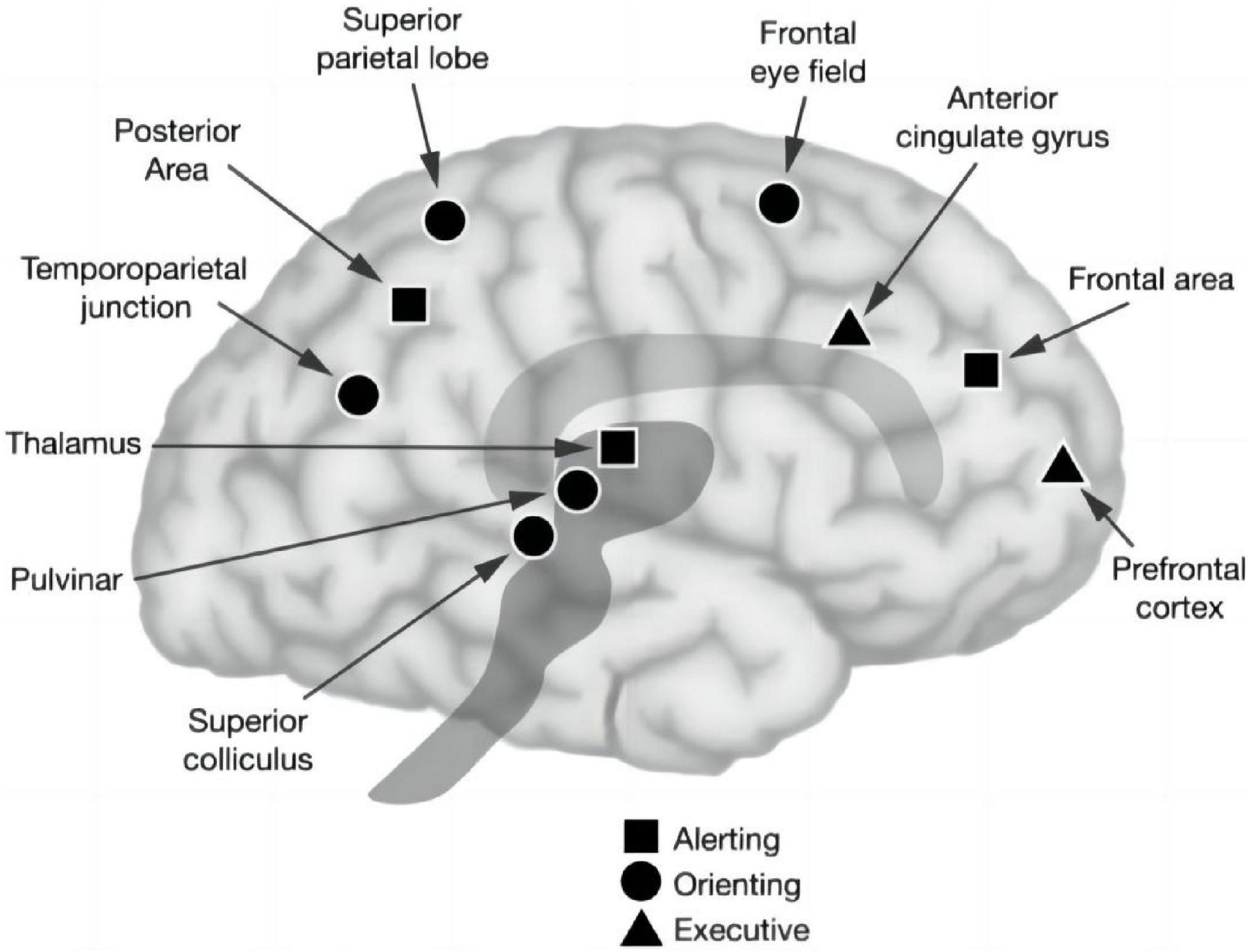 Impairment of attention network function in posterior circulation ischemia-evidence from the Attention Network Test